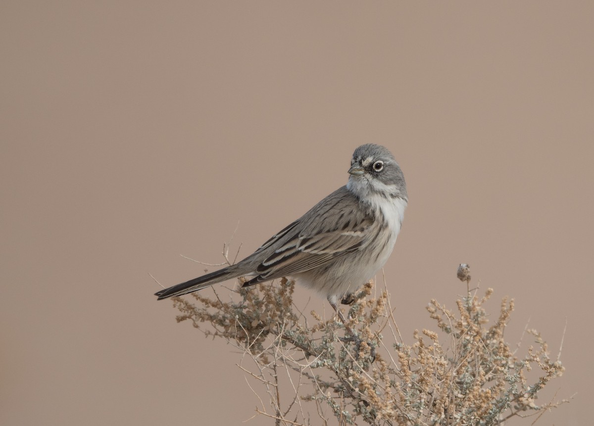 Sagebrush Sparrow - ML78434901