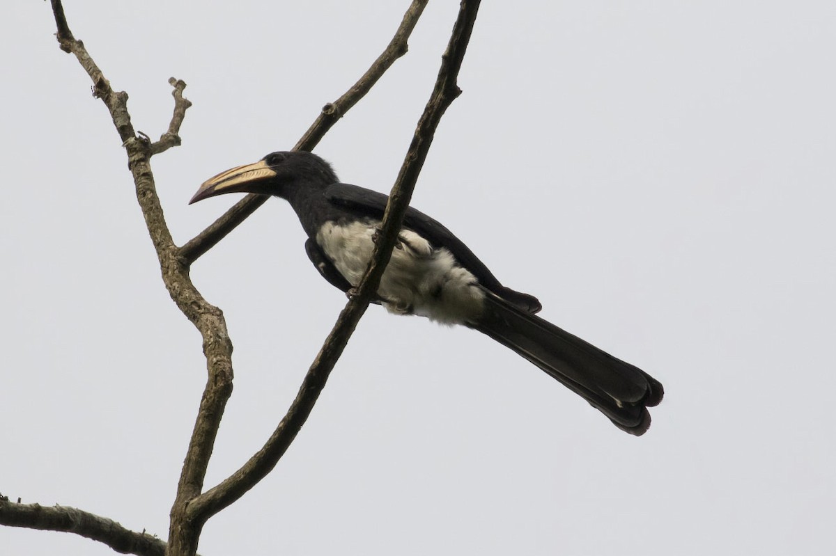 Congo Pied Hornbill - Michael Todd