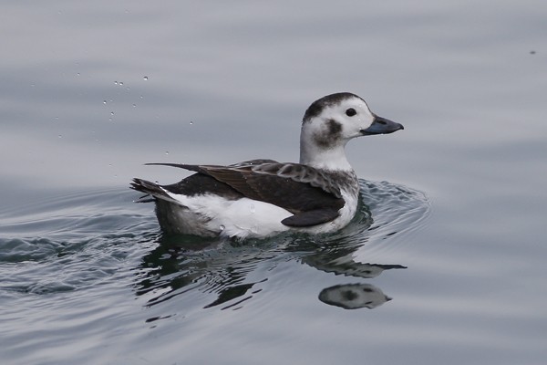 Long-tailed Duck - ML78435151