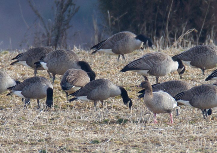 Pink-footed Goose - ML78438581