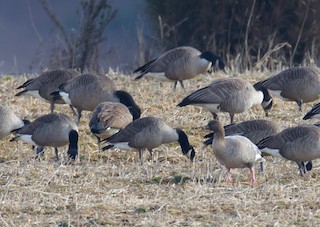 Pink-footed Goose, ML78438581