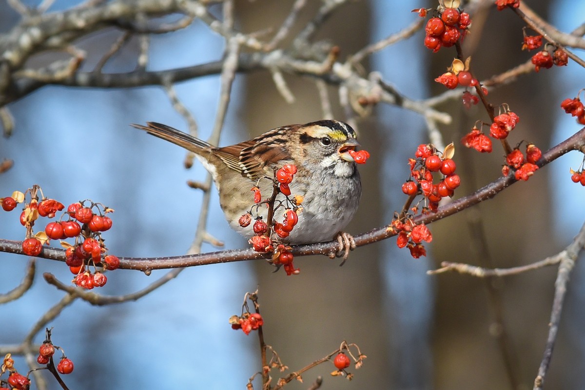 White-throated Sparrow - Scott Martin