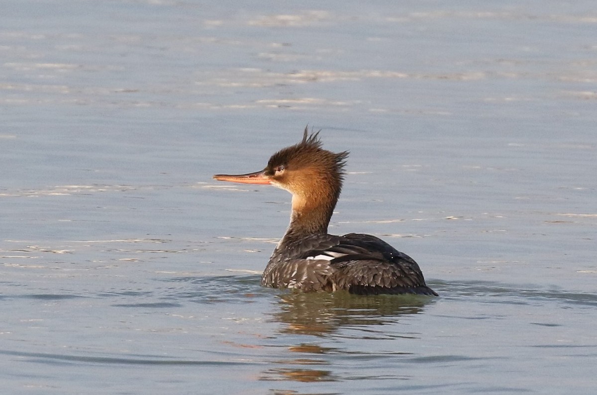 Red-breasted Merganser - Bruce  Purdy