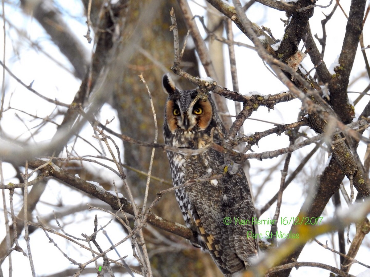 Long-eared Owl - Yvan Bernier