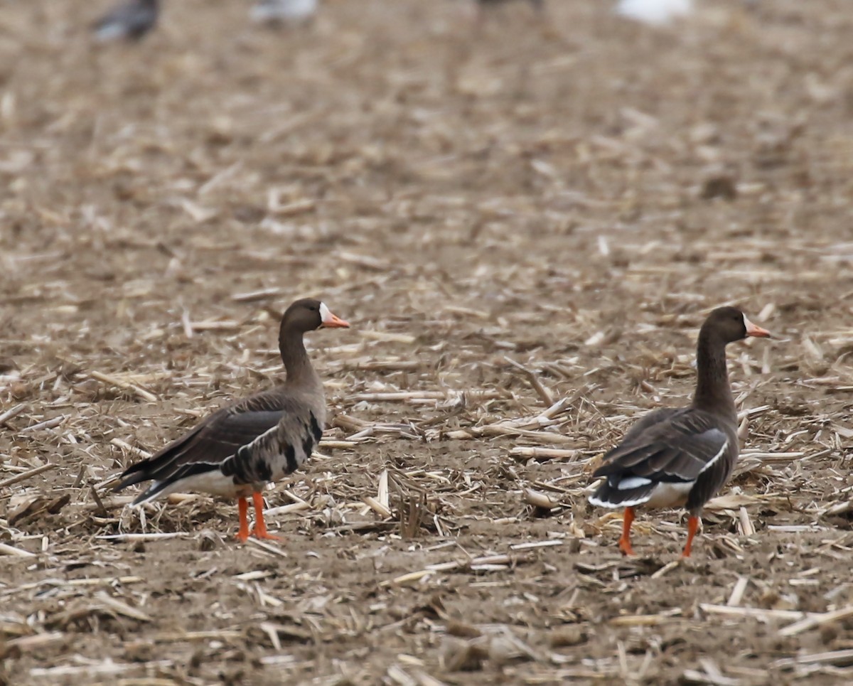 Greater White-fronted Goose - olivia graves