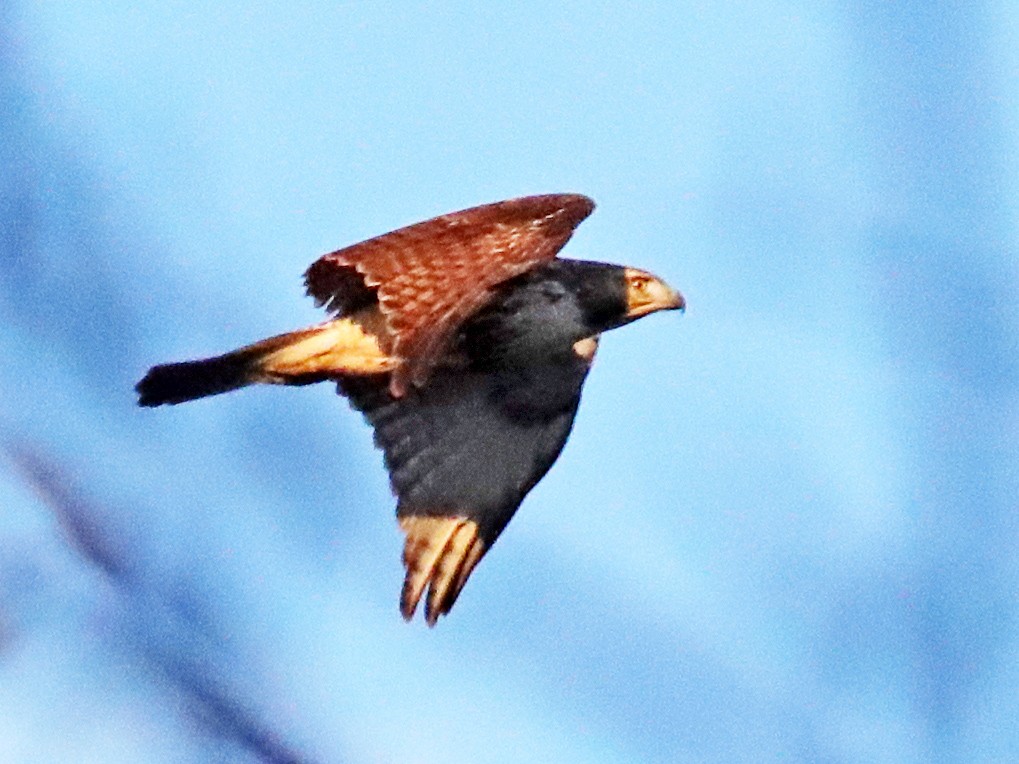 Red-tailed Hawk - Jeff Trahan