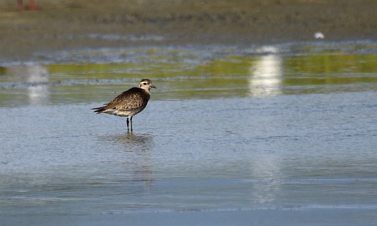Semipalmated Plover - ML78447851