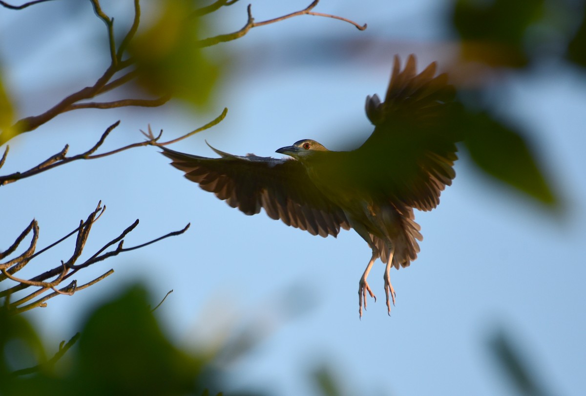 Black-crowned Night Heron - Luiz Moschini