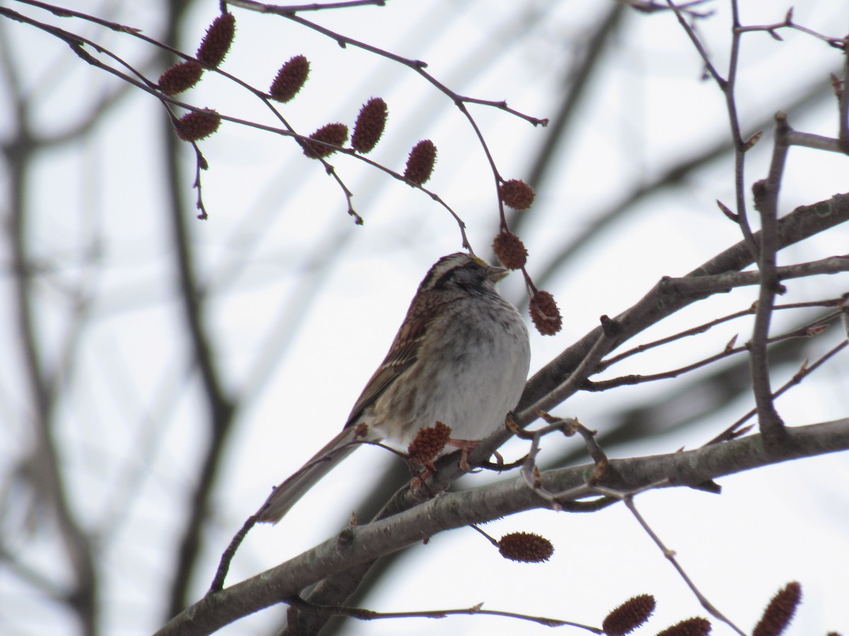 White-throated Sparrow - John Coyle