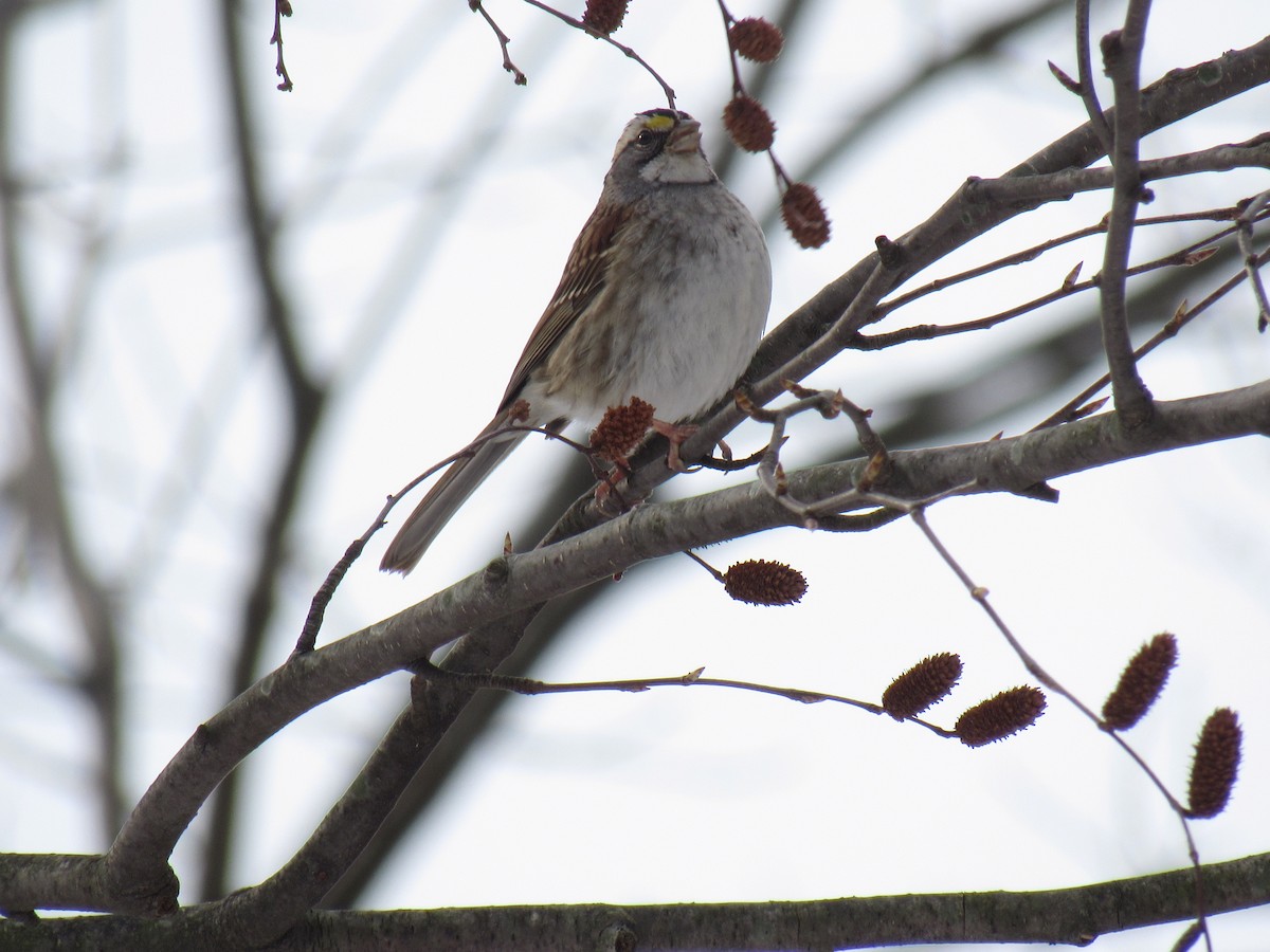 White-throated Sparrow - John Coyle