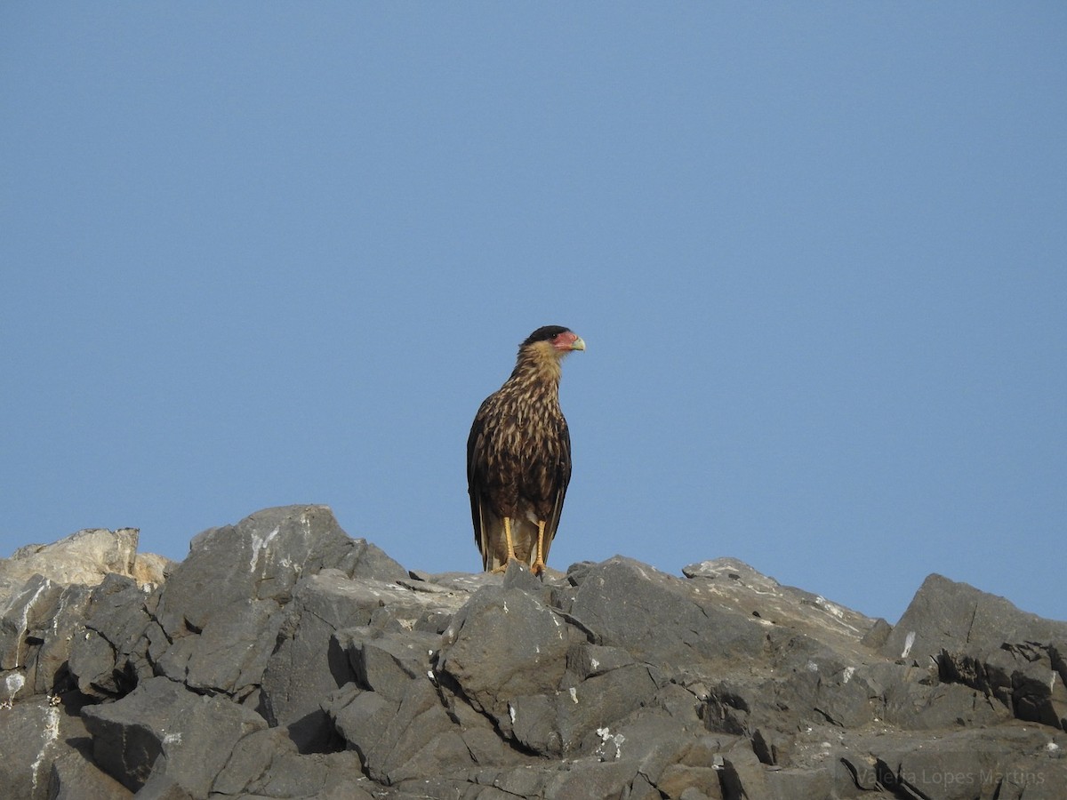 Crested Caracara (Southern) - ML78452881