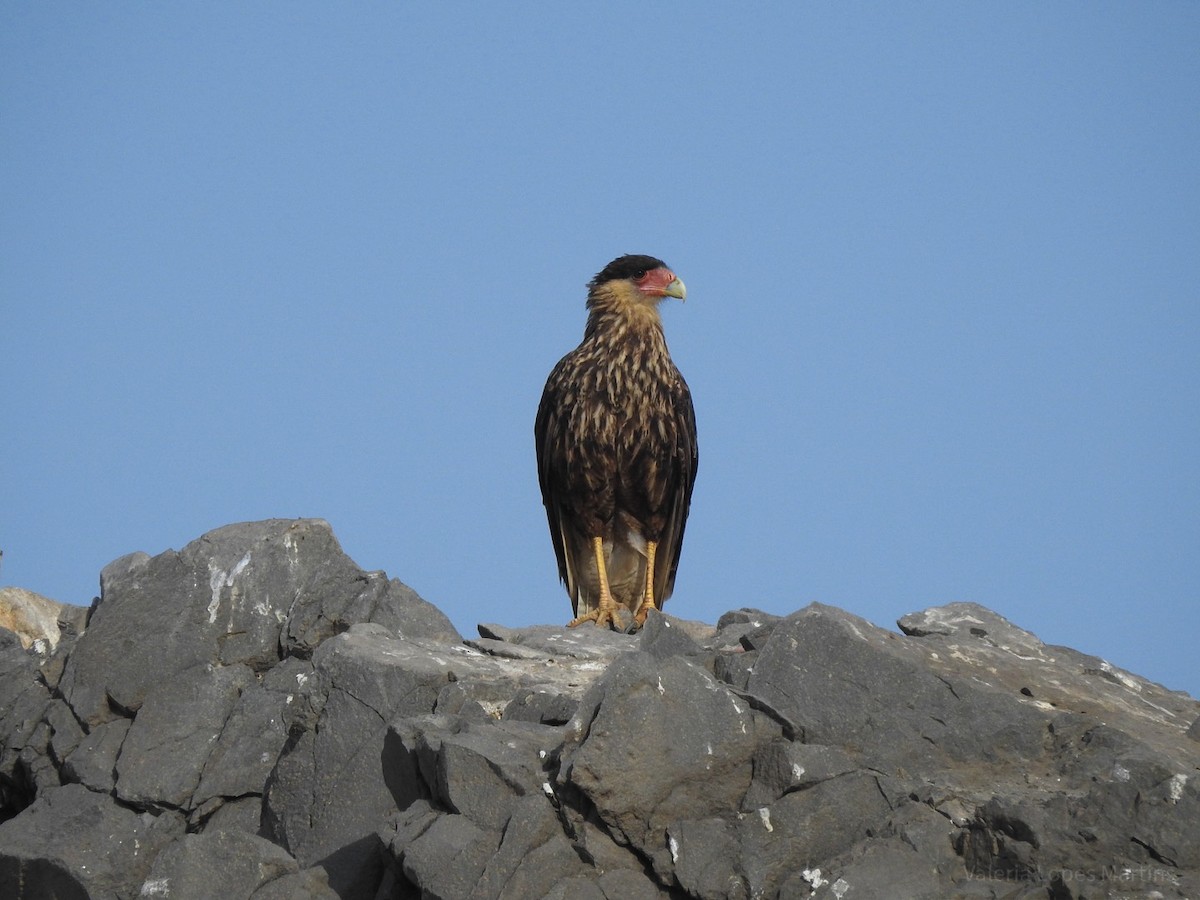 Crested Caracara (Southern) - ML78452891