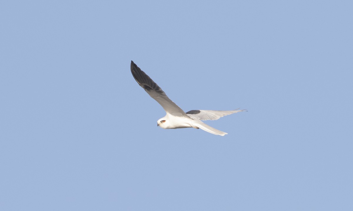 White-tailed Kite - ML78453991