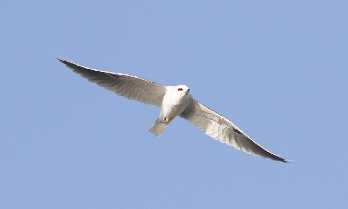 White-tailed Kite - ML78454001