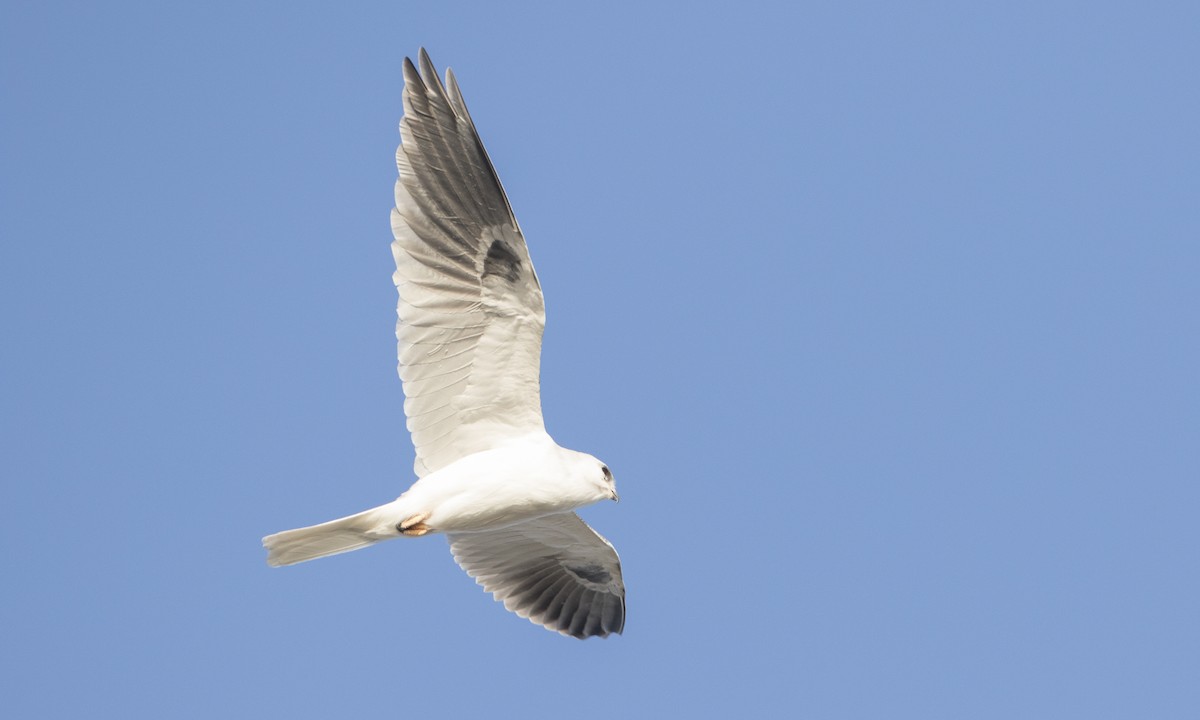 White-tailed Kite - ML78454011