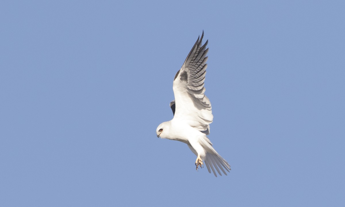 White-tailed Kite - ML78454031