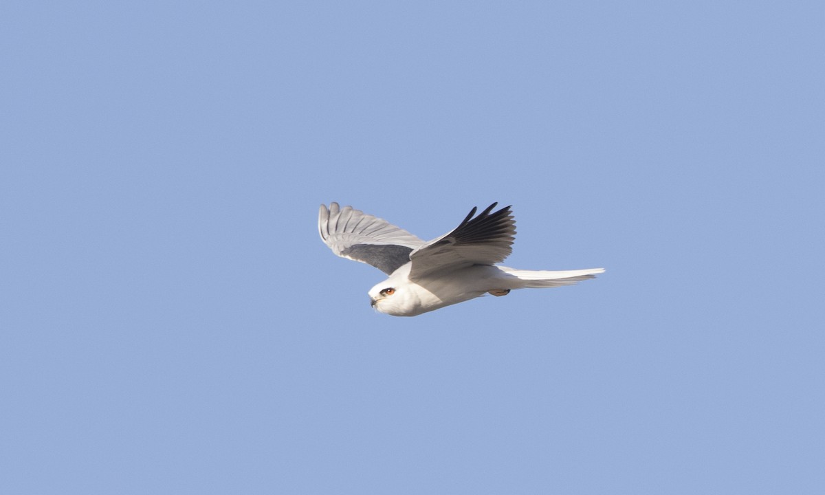 White-tailed Kite - ML78454041