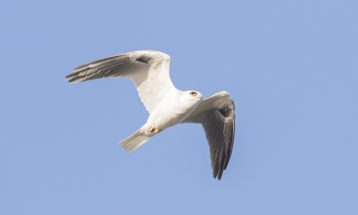 White-tailed Kite - ML78454051