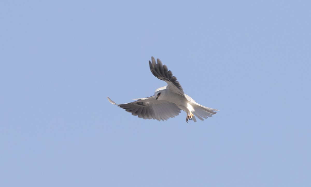 White-tailed Kite - ML78454061