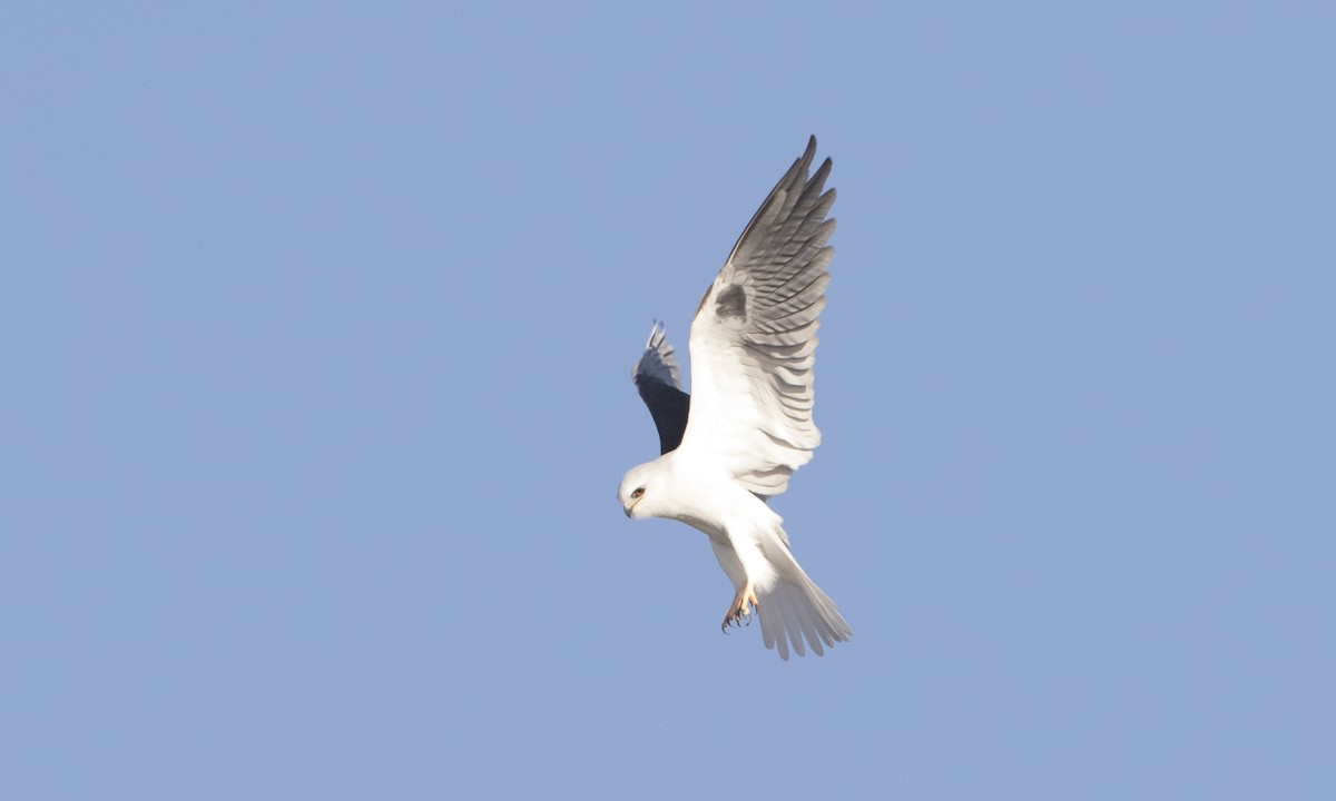 White-tailed Kite - ML78454071