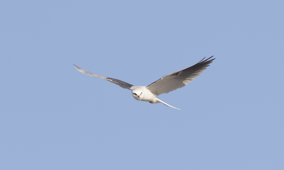 White-tailed Kite - ML78454081