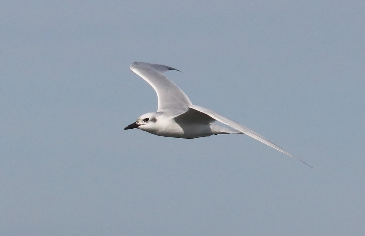 Gull-billed Tern - Paul Hueber