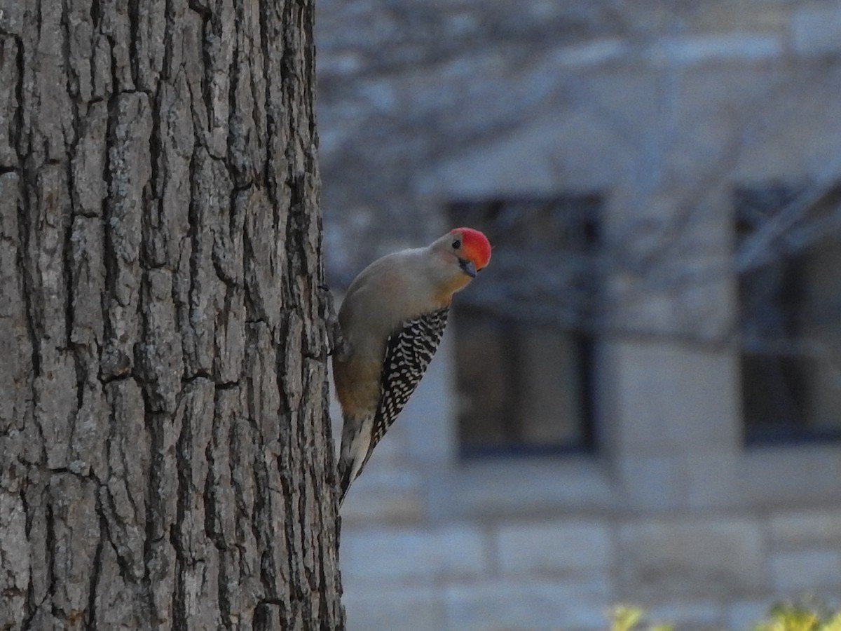 Red-bellied Woodpecker - ML78457671