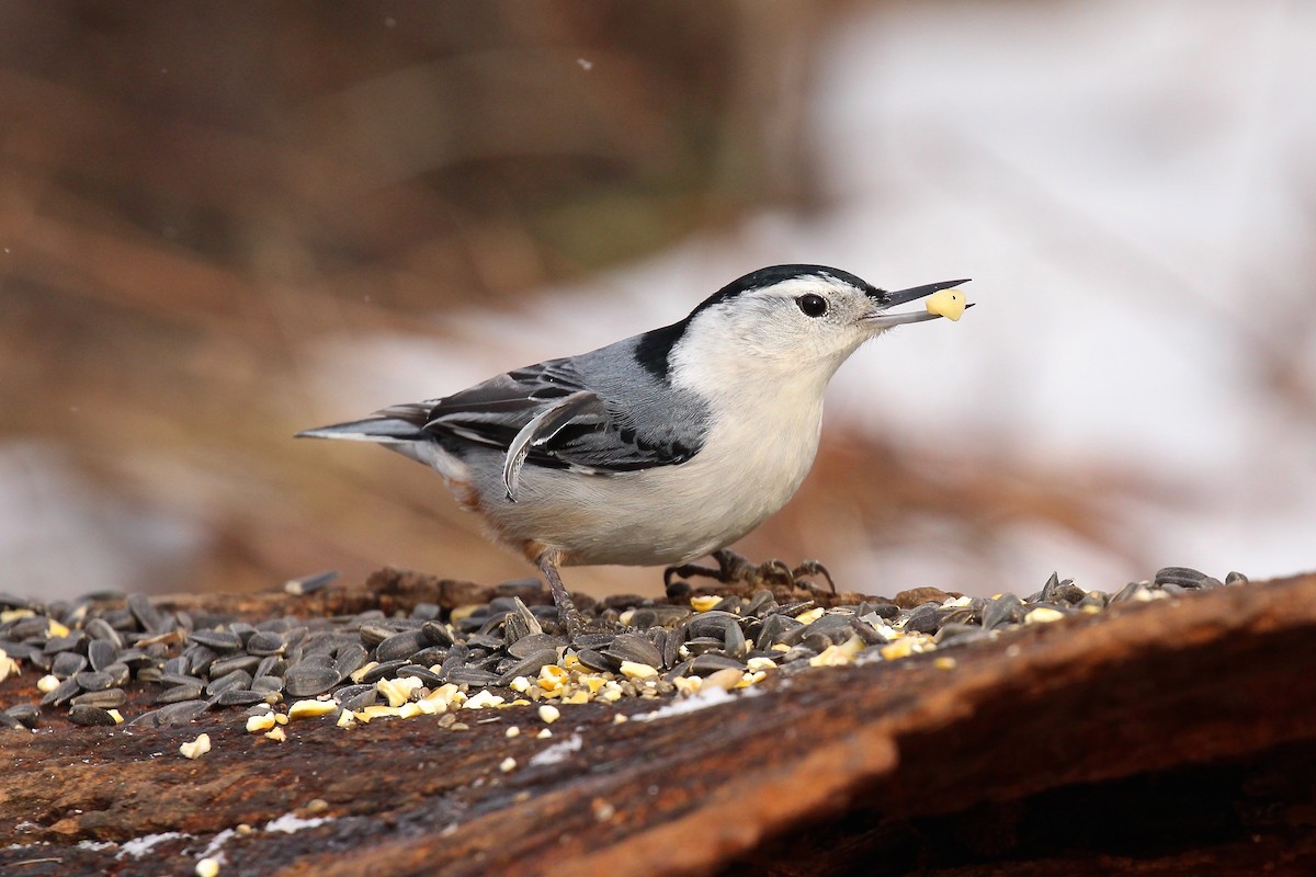 White-breasted Nuthatch - ML78464461
