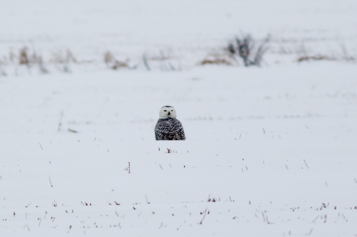 Snowy Owl - Gordon Green
