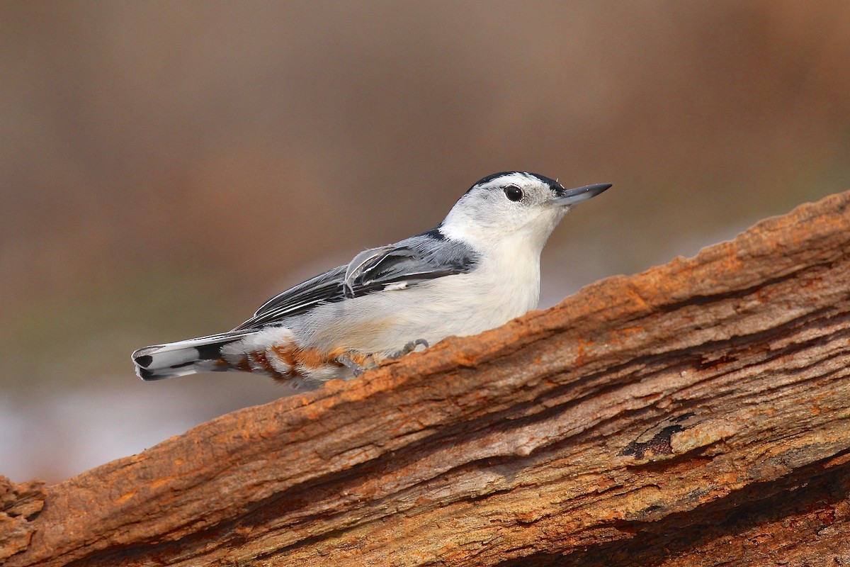 White-breasted Nuthatch - ML78464561