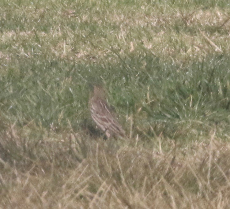 Red-throated Pipit - Millie and Peter Thomas