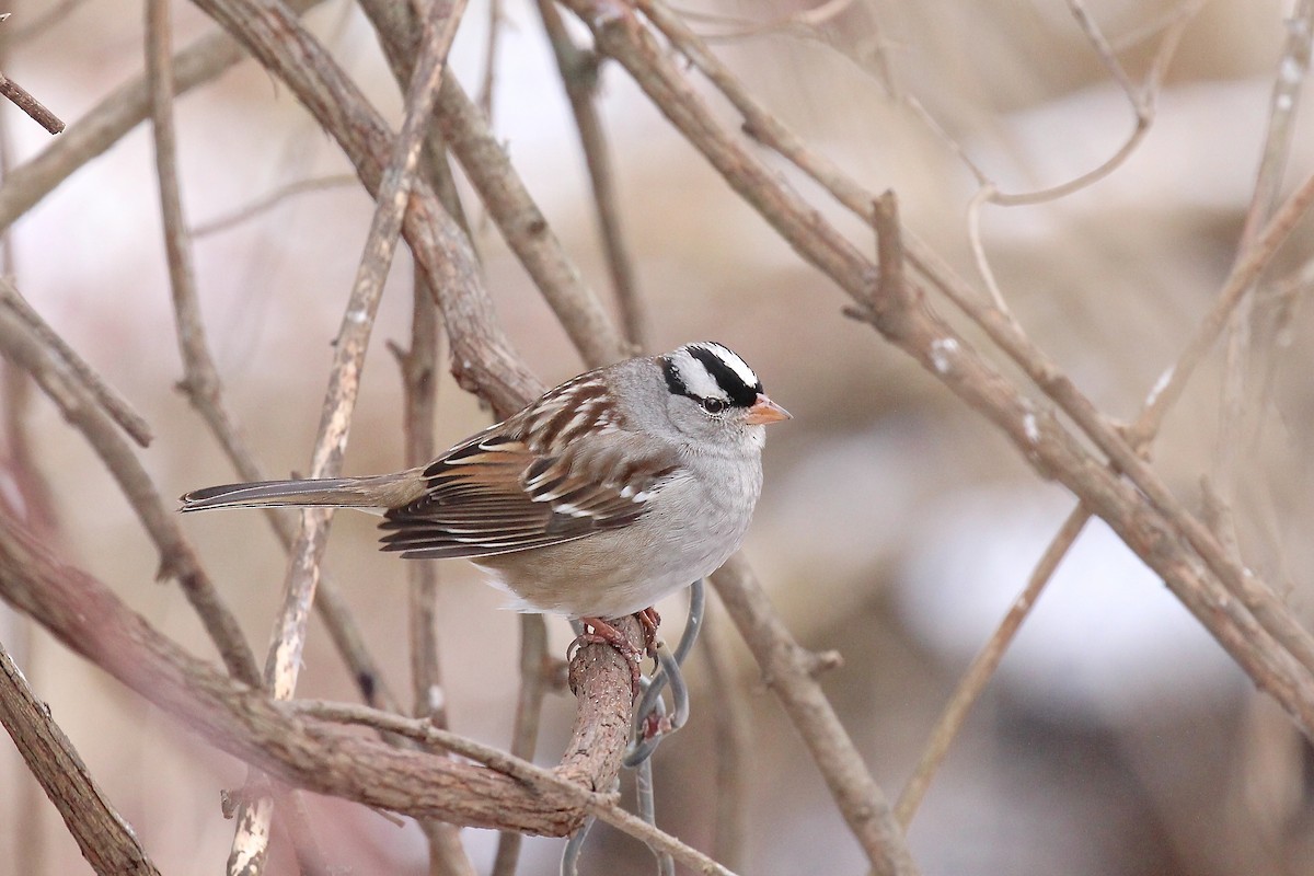 White-crowned Sparrow - ML78464871