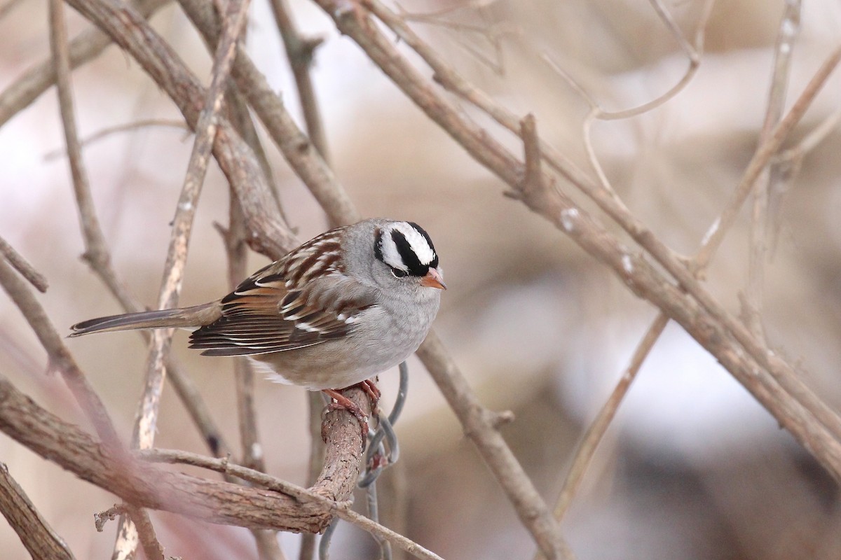 White-crowned Sparrow - ML78464911
