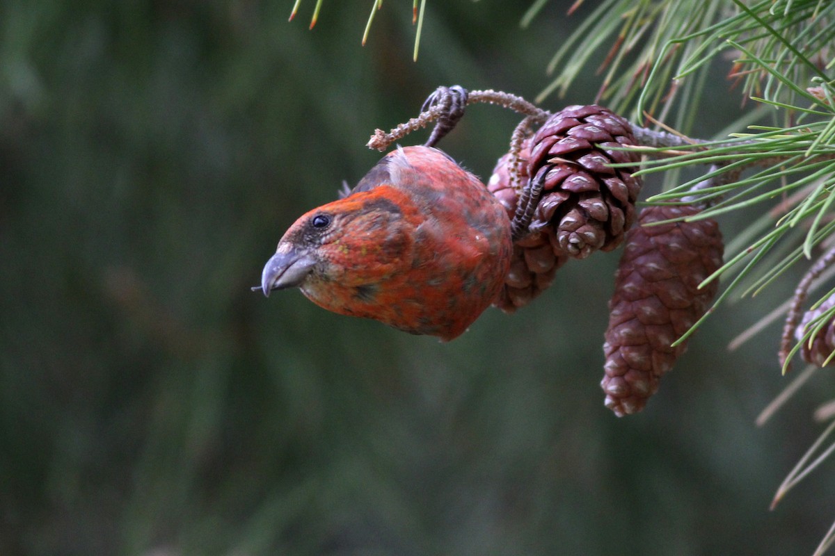 Red Crossbill (Ponderosa Pine or type 2) - Scott Olmstead