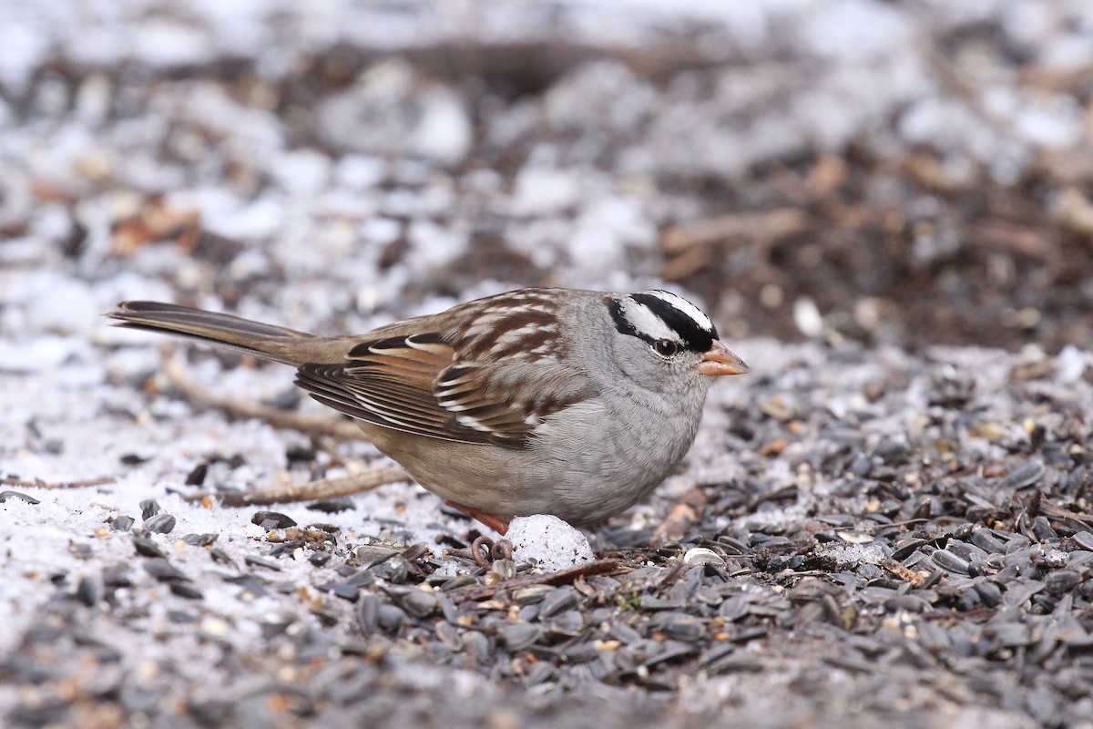 White-crowned Sparrow - ML78465101