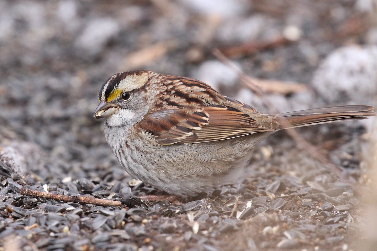 White-throated Sparrow - ML78465141