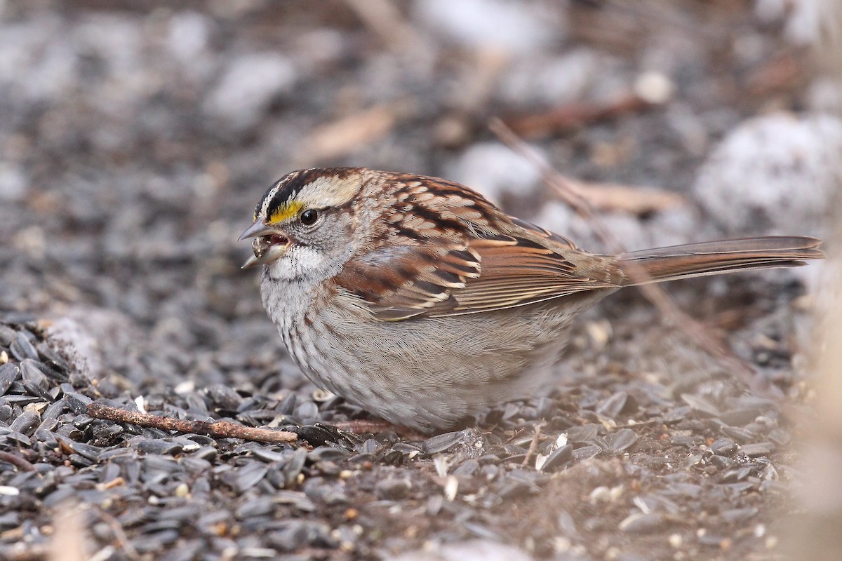 White-throated Sparrow - ML78465151