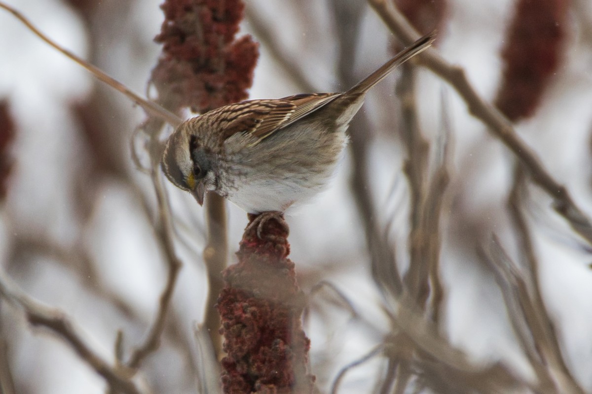White-throated Sparrow - Natalie Robertson