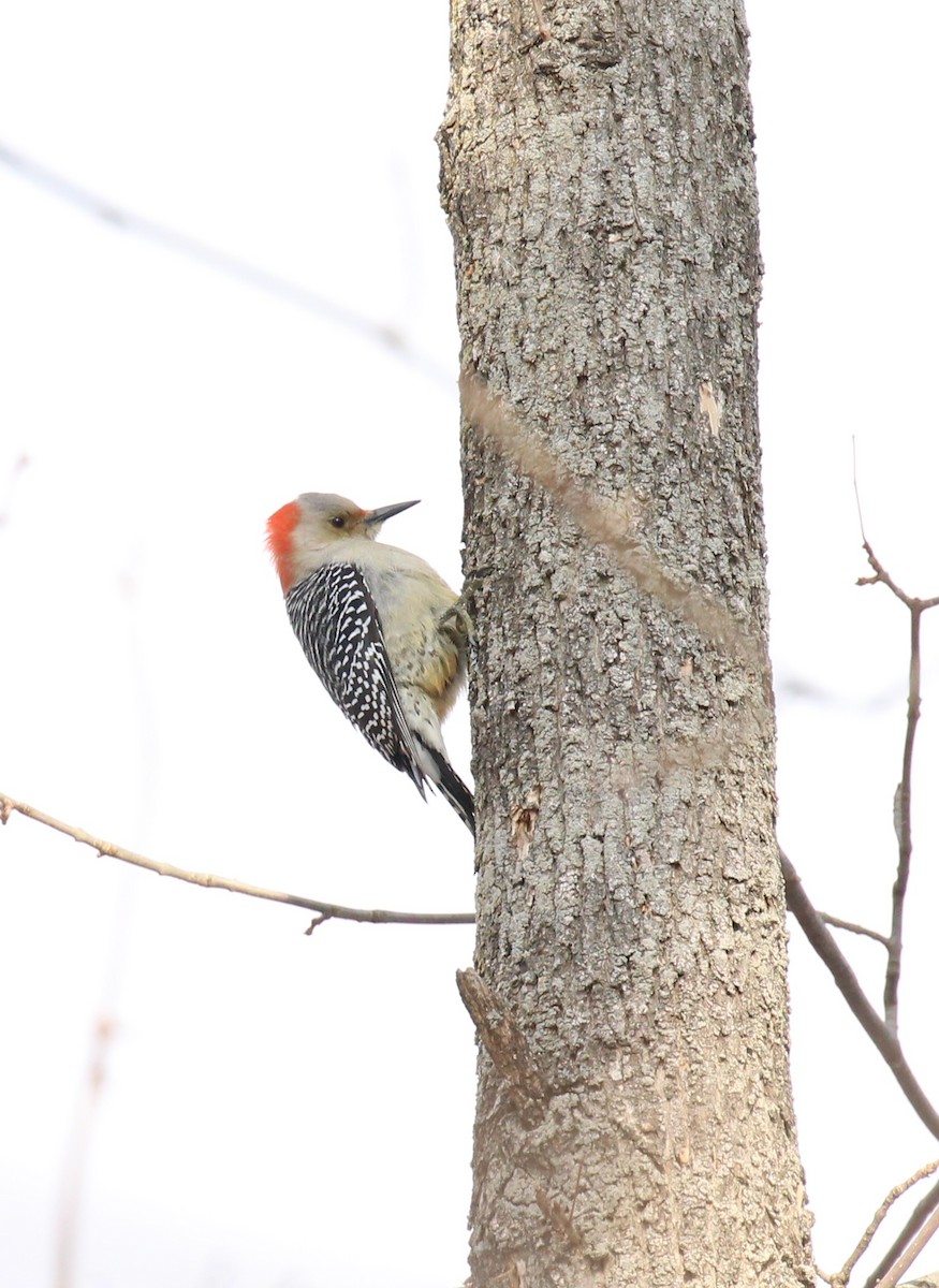 Red-bellied Woodpecker - ML78466651