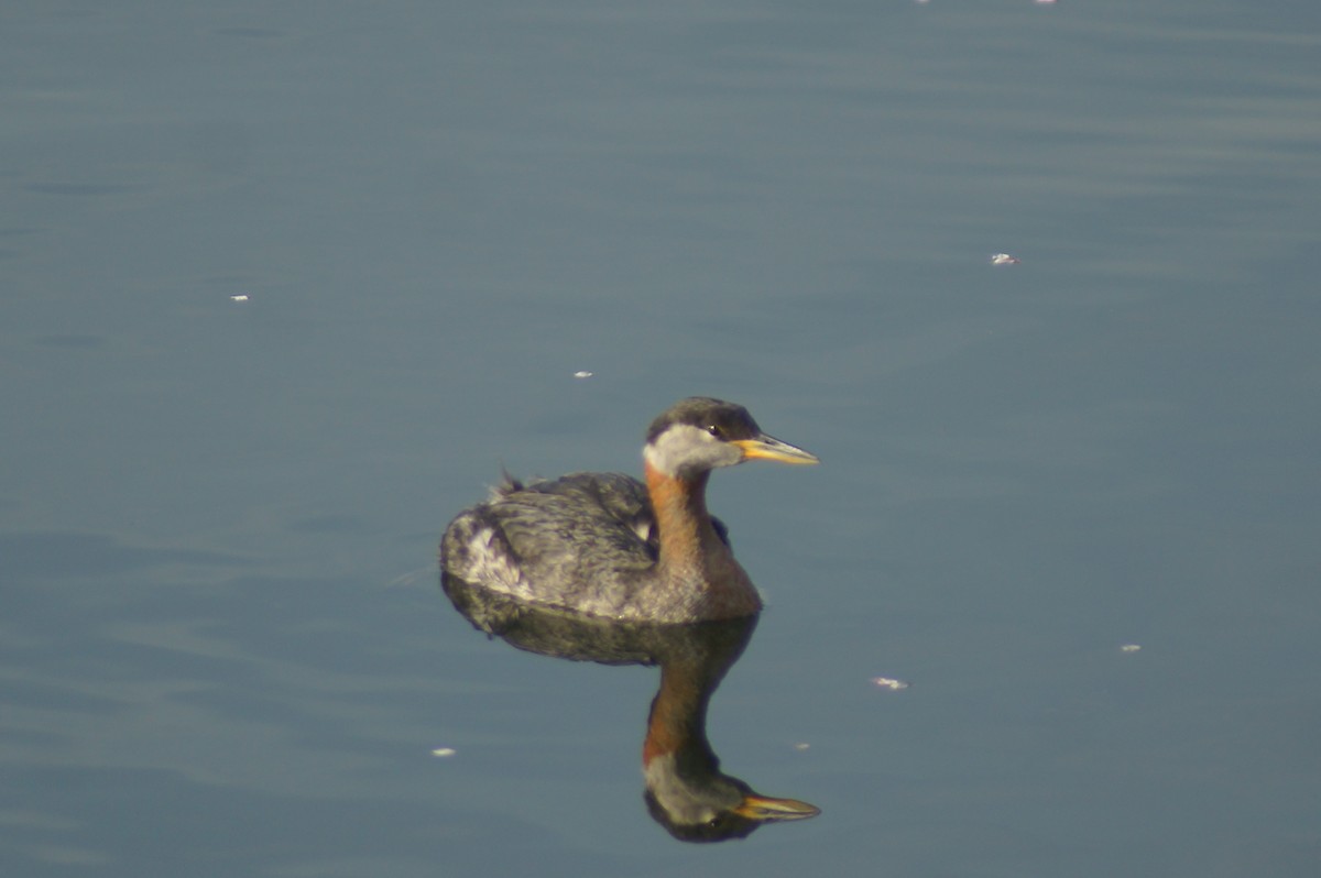 Red-necked Grebe - ML78467031