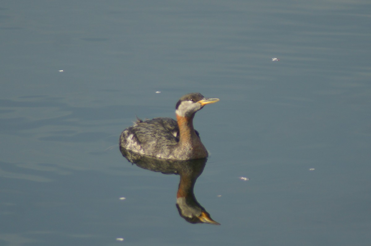 Red-necked Grebe - ML78467041