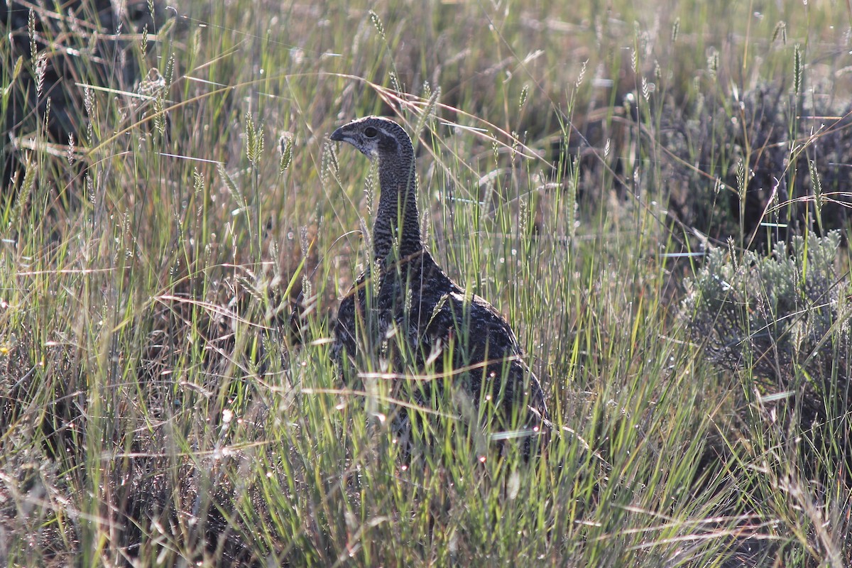 Greater Sage-Grouse - ML78467621