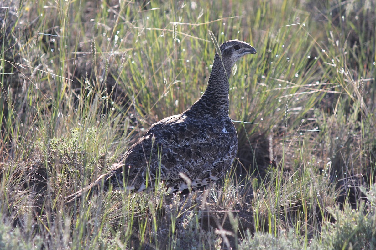 Greater Sage-Grouse - ML78467641