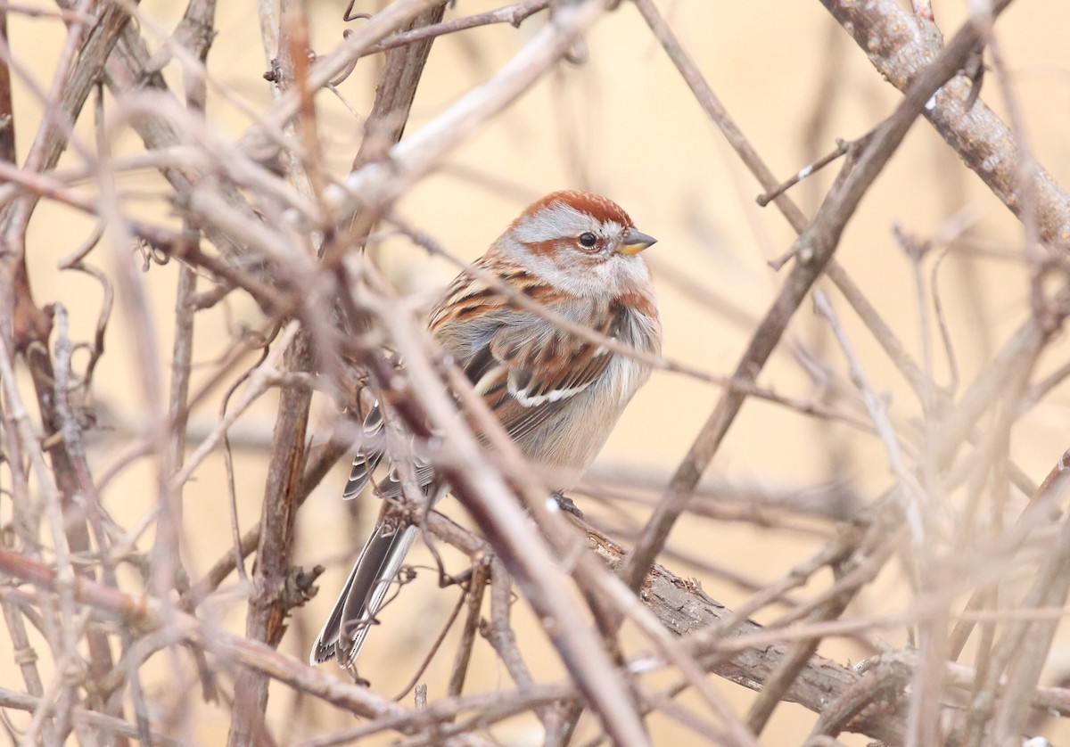 American Tree Sparrow - Jon Pleizier