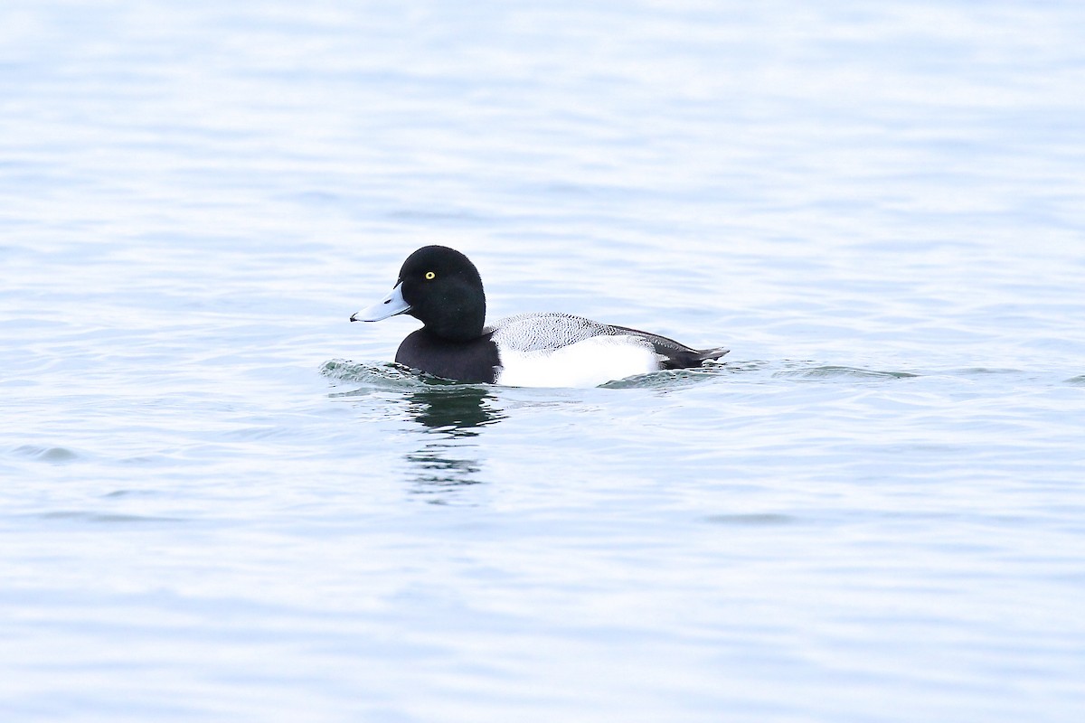 Greater Scaup - ML78469271