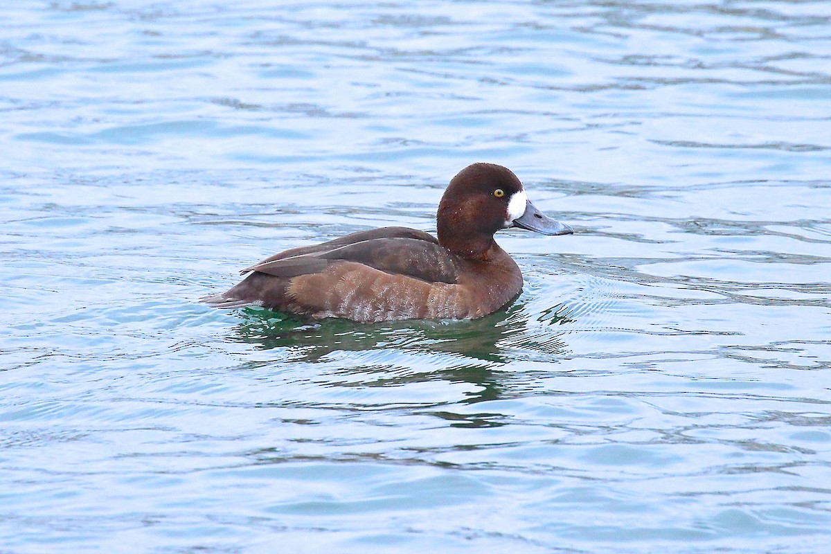 Greater Scaup - ML78469281