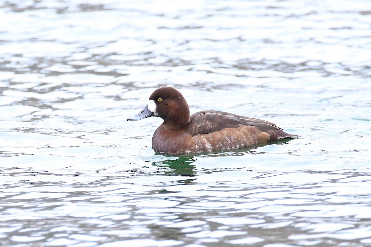 Greater Scaup - ML78469361
