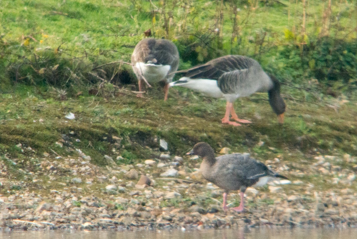 Pink-footed Goose - Dave Bakewell