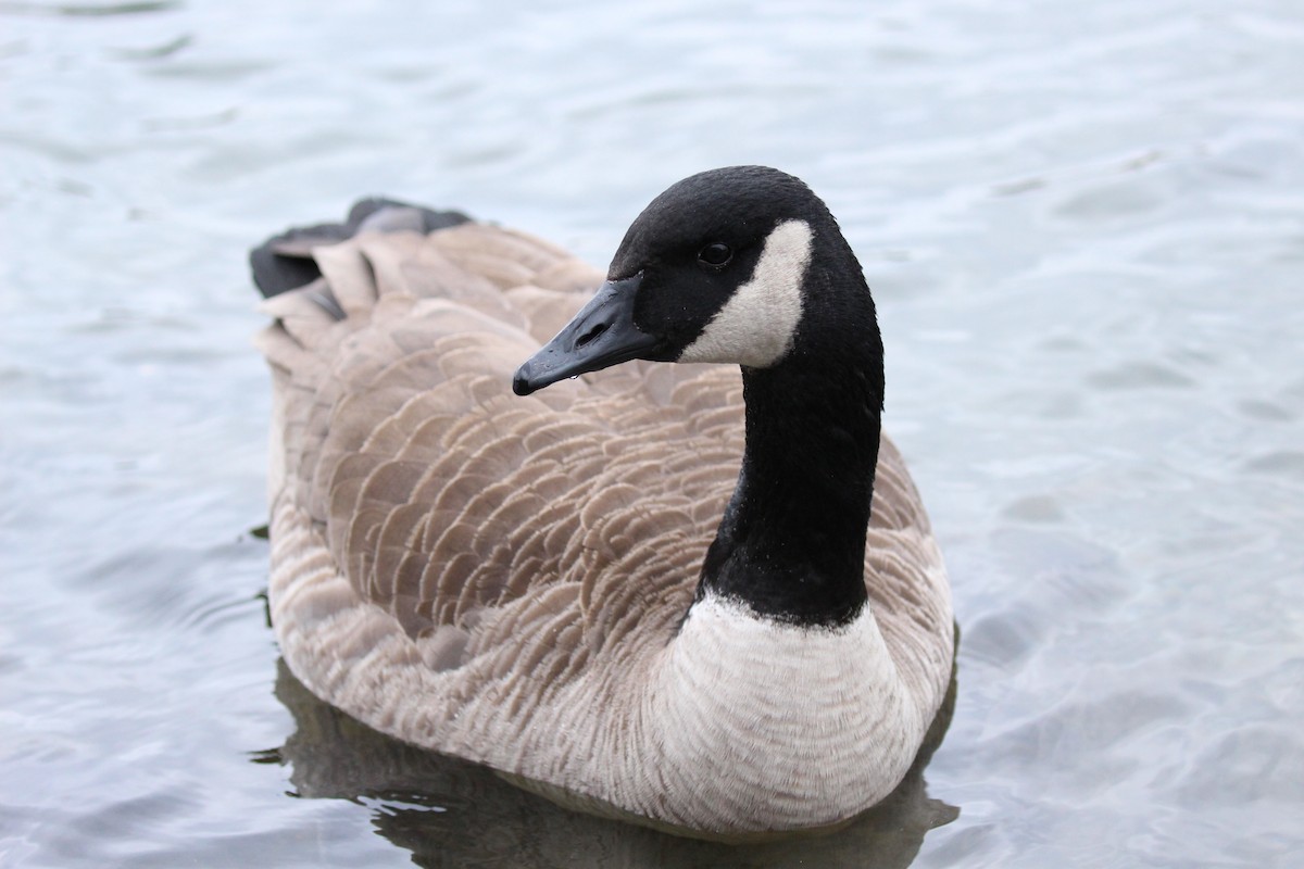 Canada Goose - Jon Pleizier