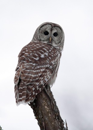 Barred Owl - ML78472431